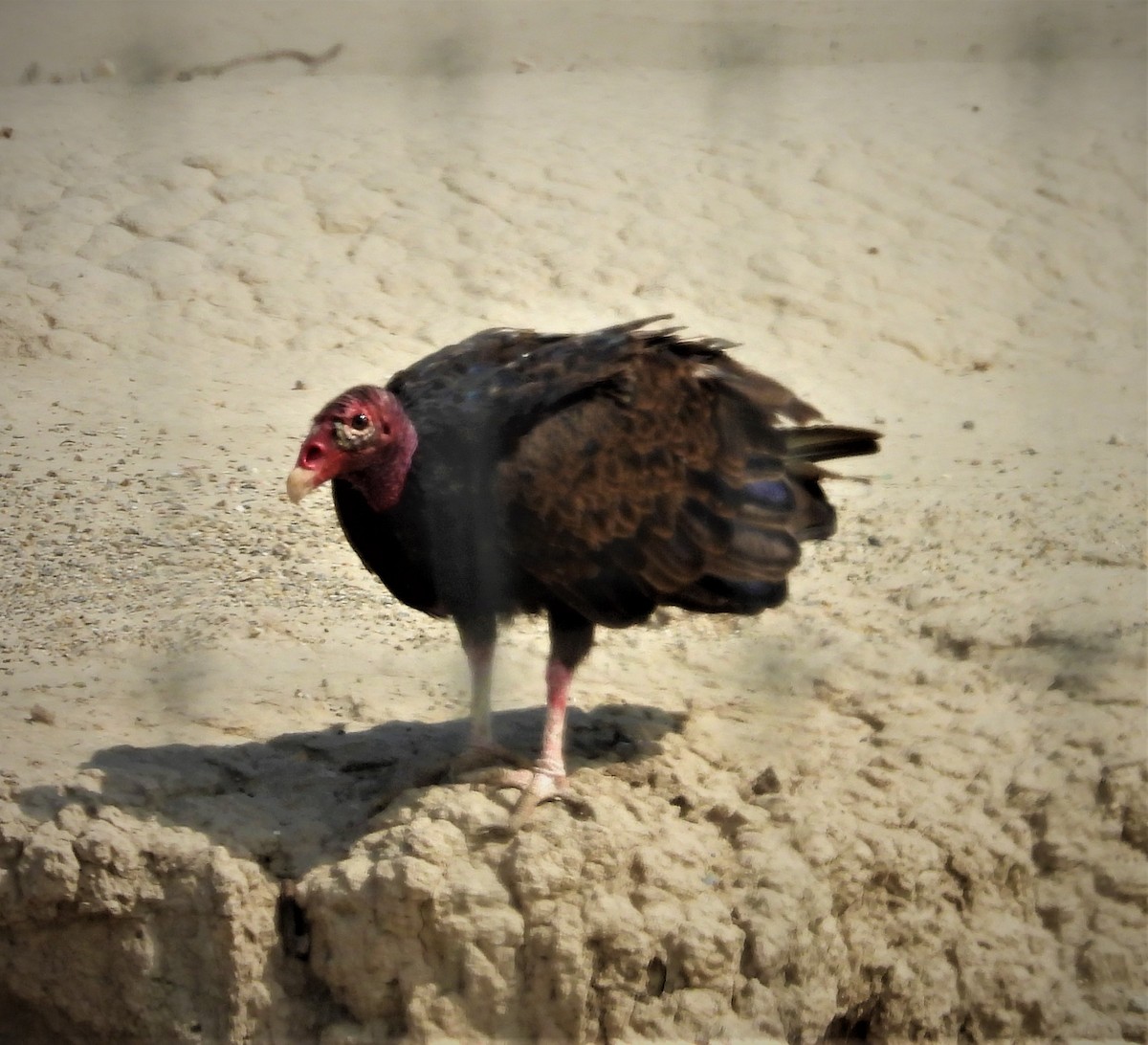Turkey Vulture - ML591538391