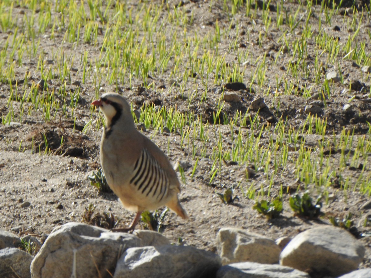 Chukar - Arulvelan Thillainayagam