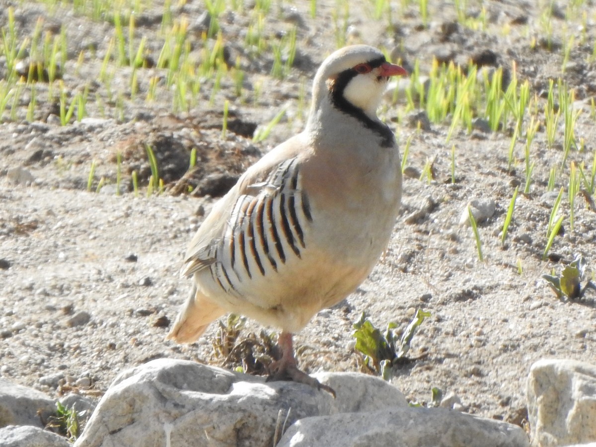 Chukar - Arulvelan Thillainayagam