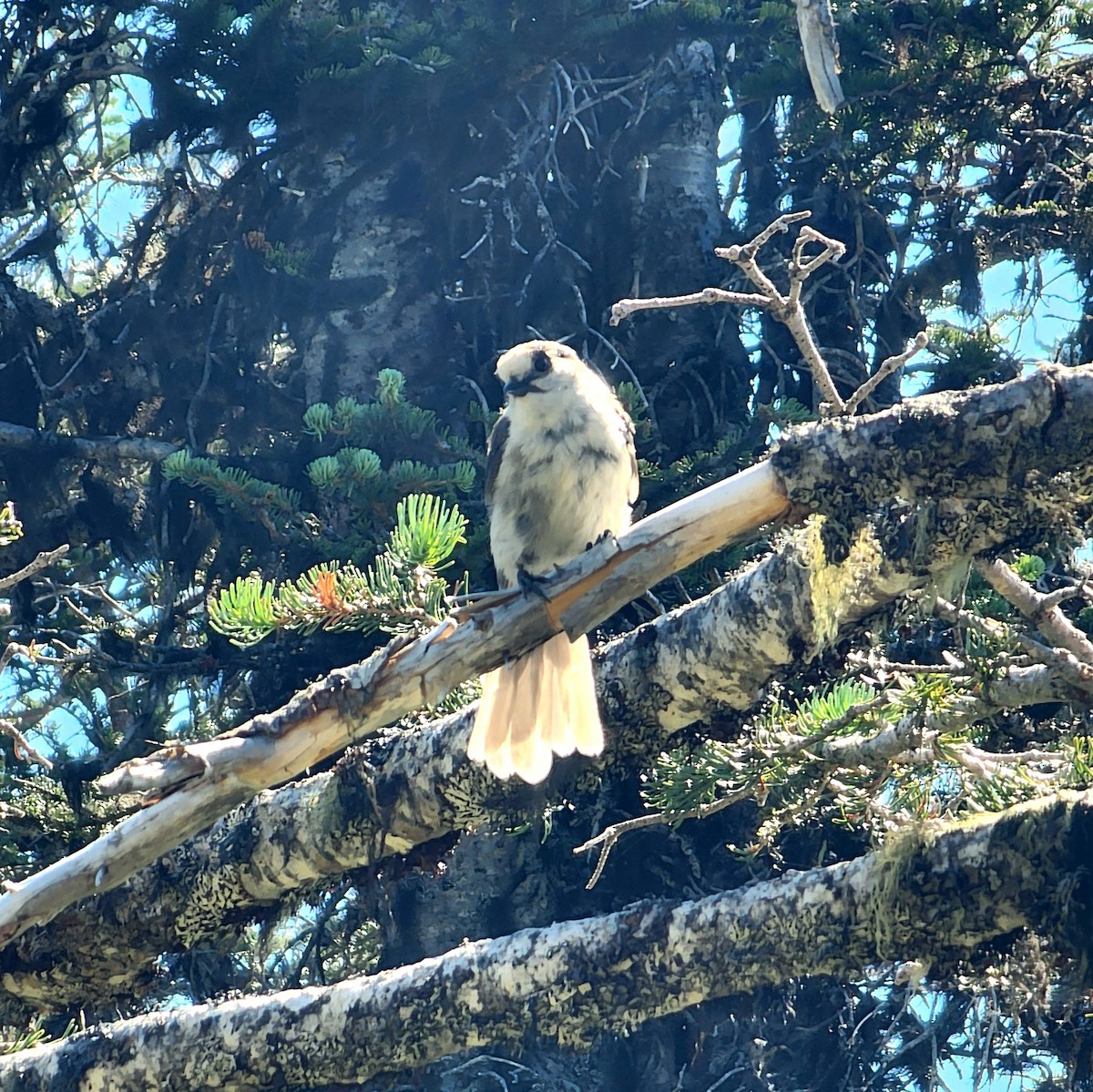 Canada Jay - ML591539111