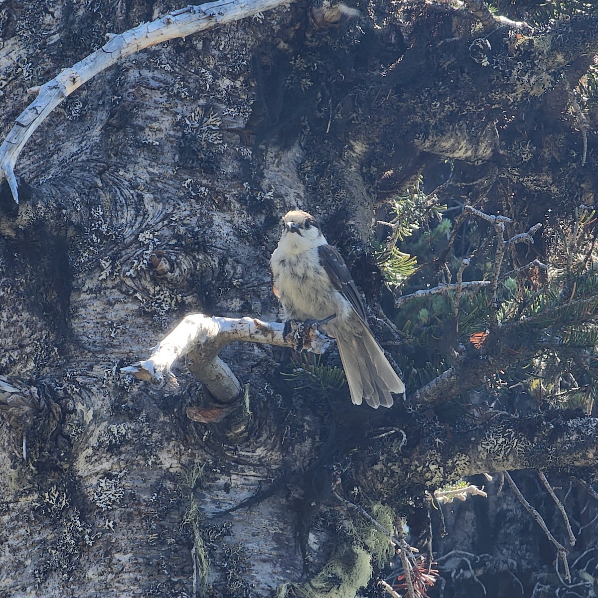 Canada Jay - ML591539121