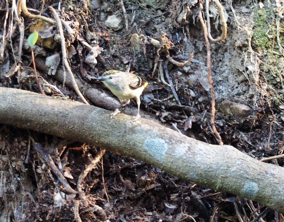 Spotted Pardalote - ML591539181