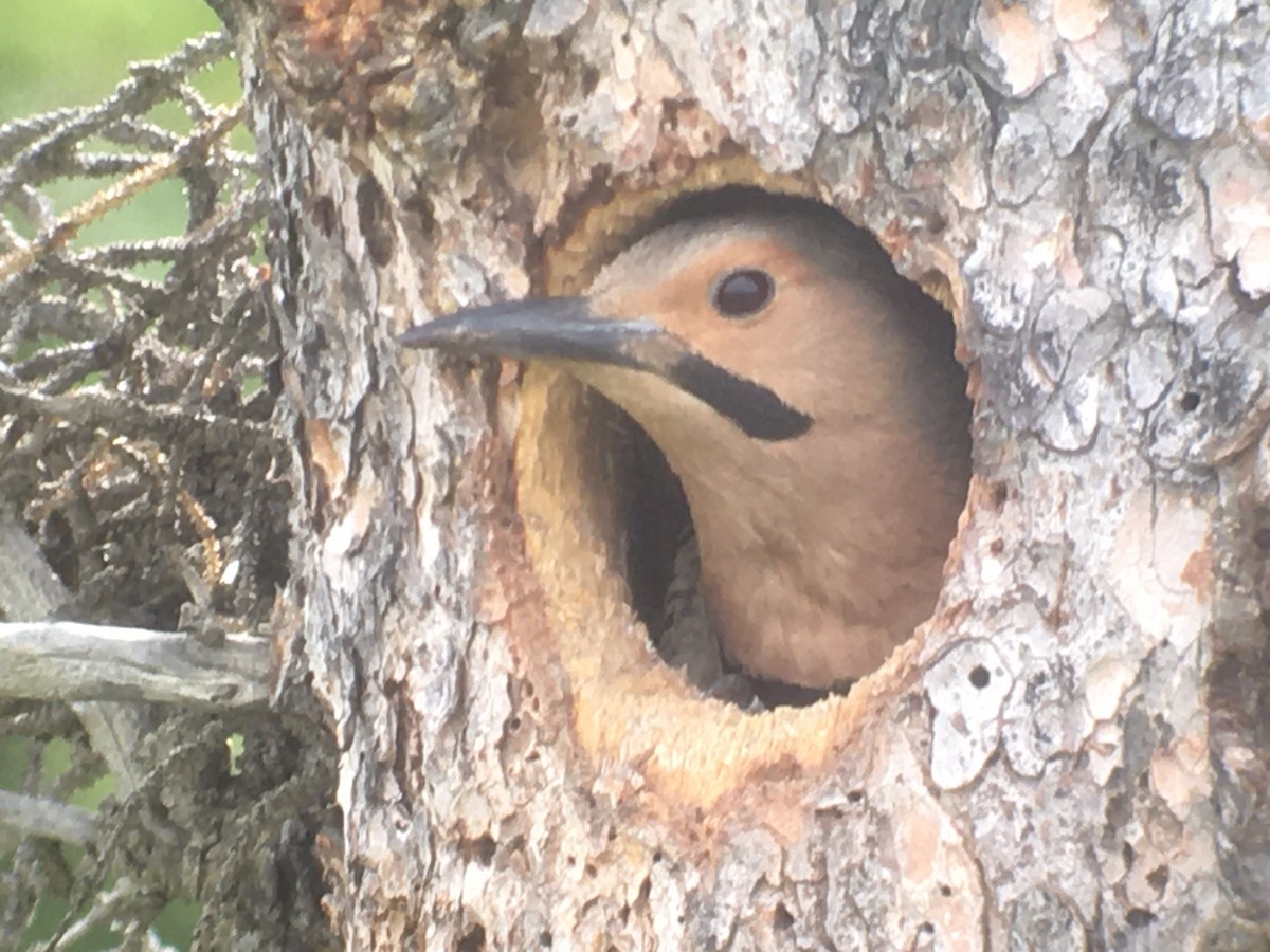 Northern Flicker - Stan Justice