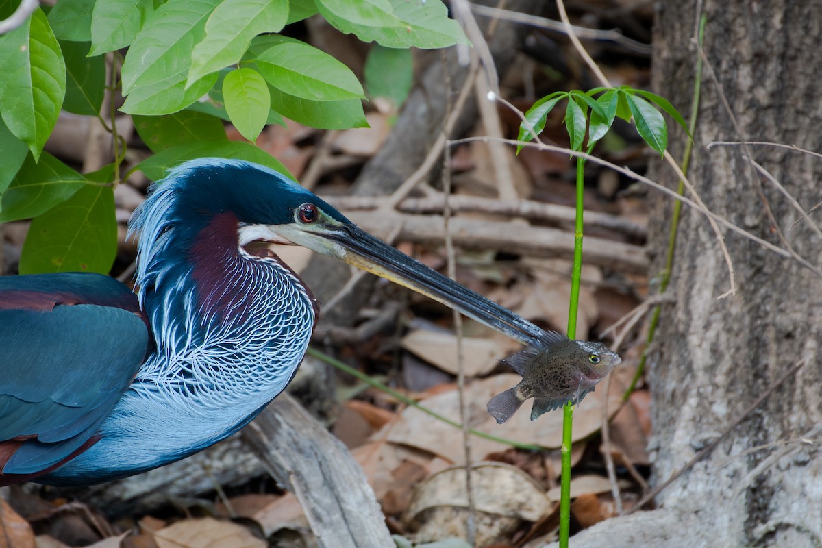 Agami Heron - ML591541261