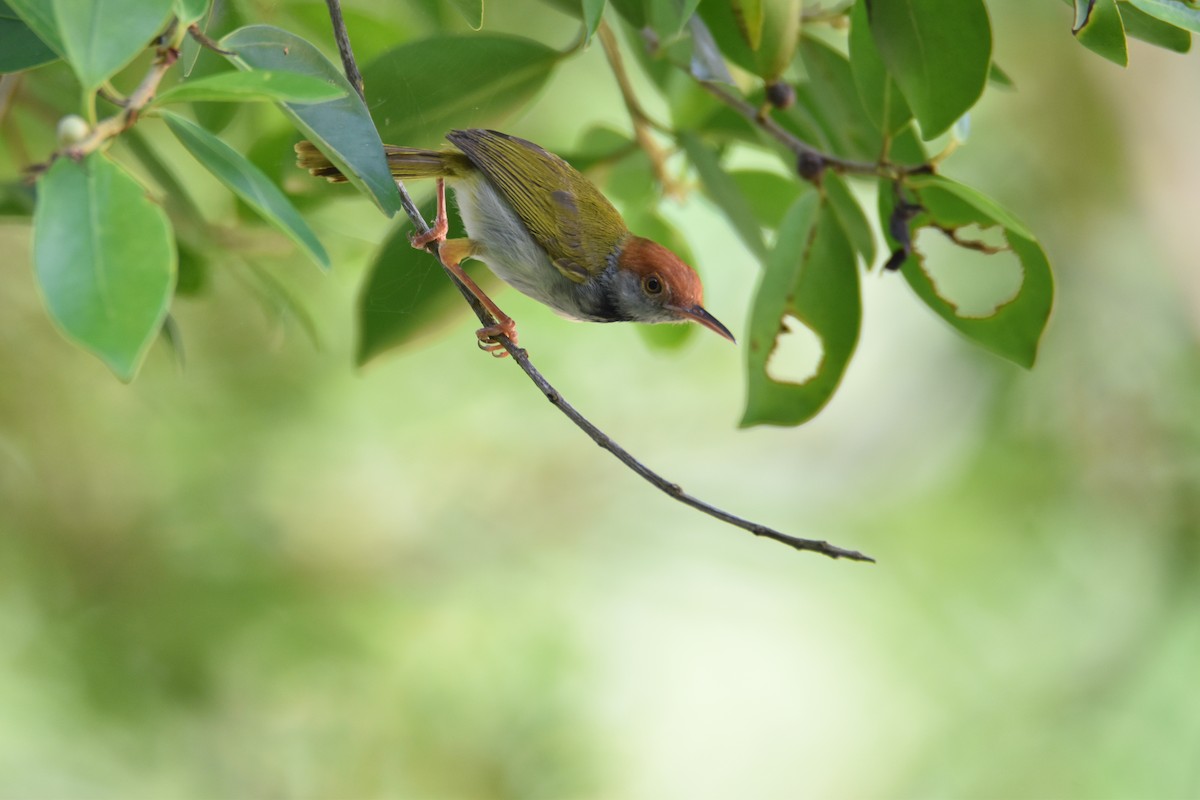 Dunkelkehl-Schneidervogel - ML591542031