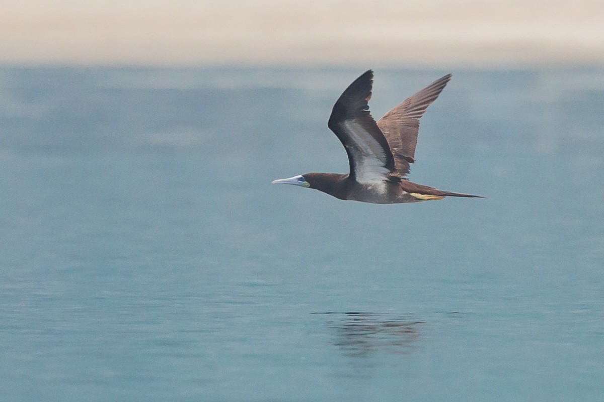 Brown Booby - ML59154251