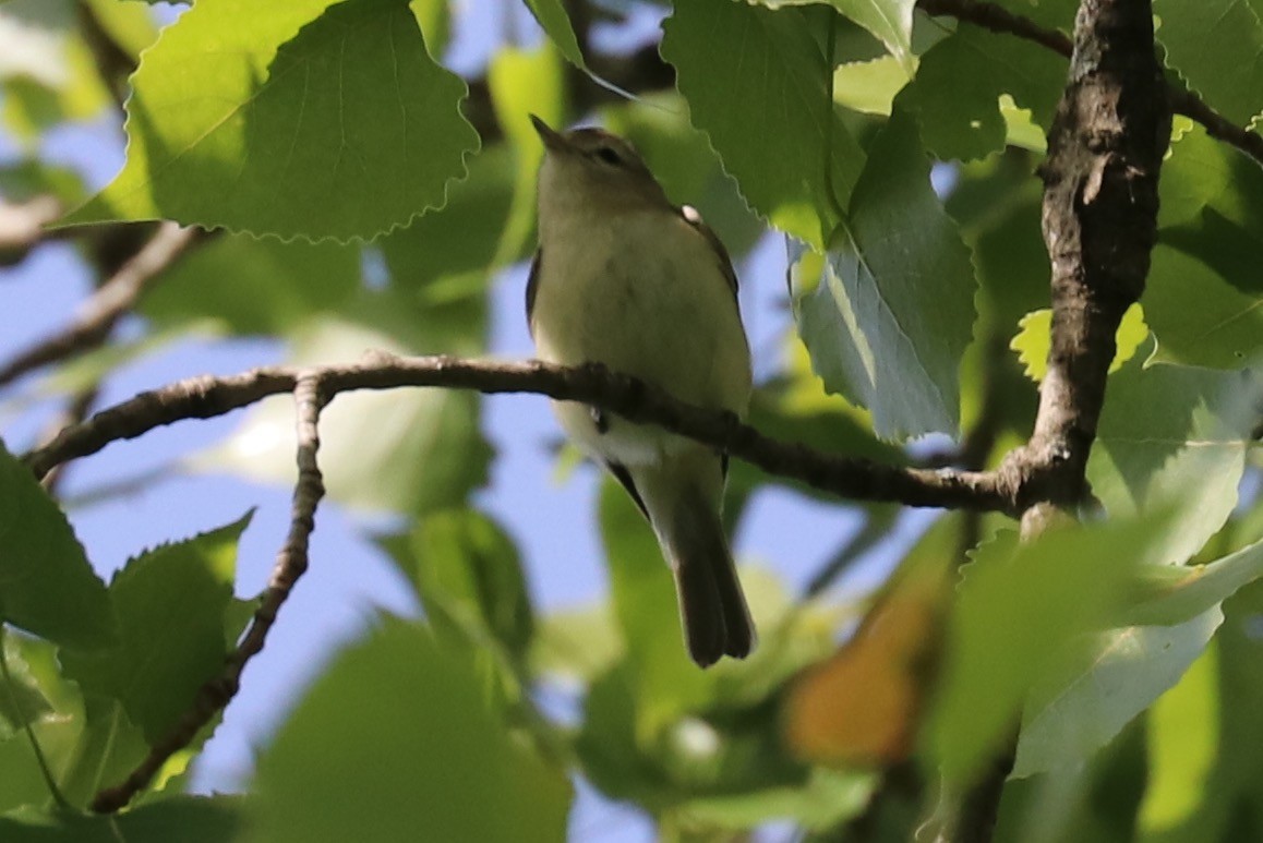 Warbling Vireo - Elizabeth Curley