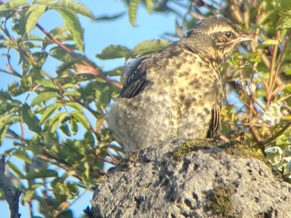 Redwing (Icelandic) - ML591543371