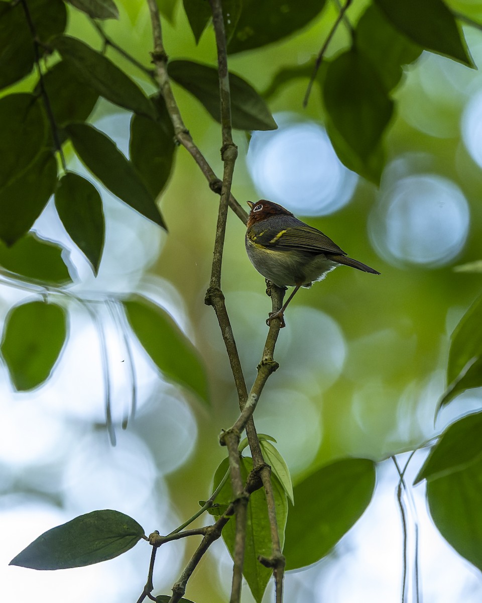 Sunda Warbler (Sumatran) - ML591543541