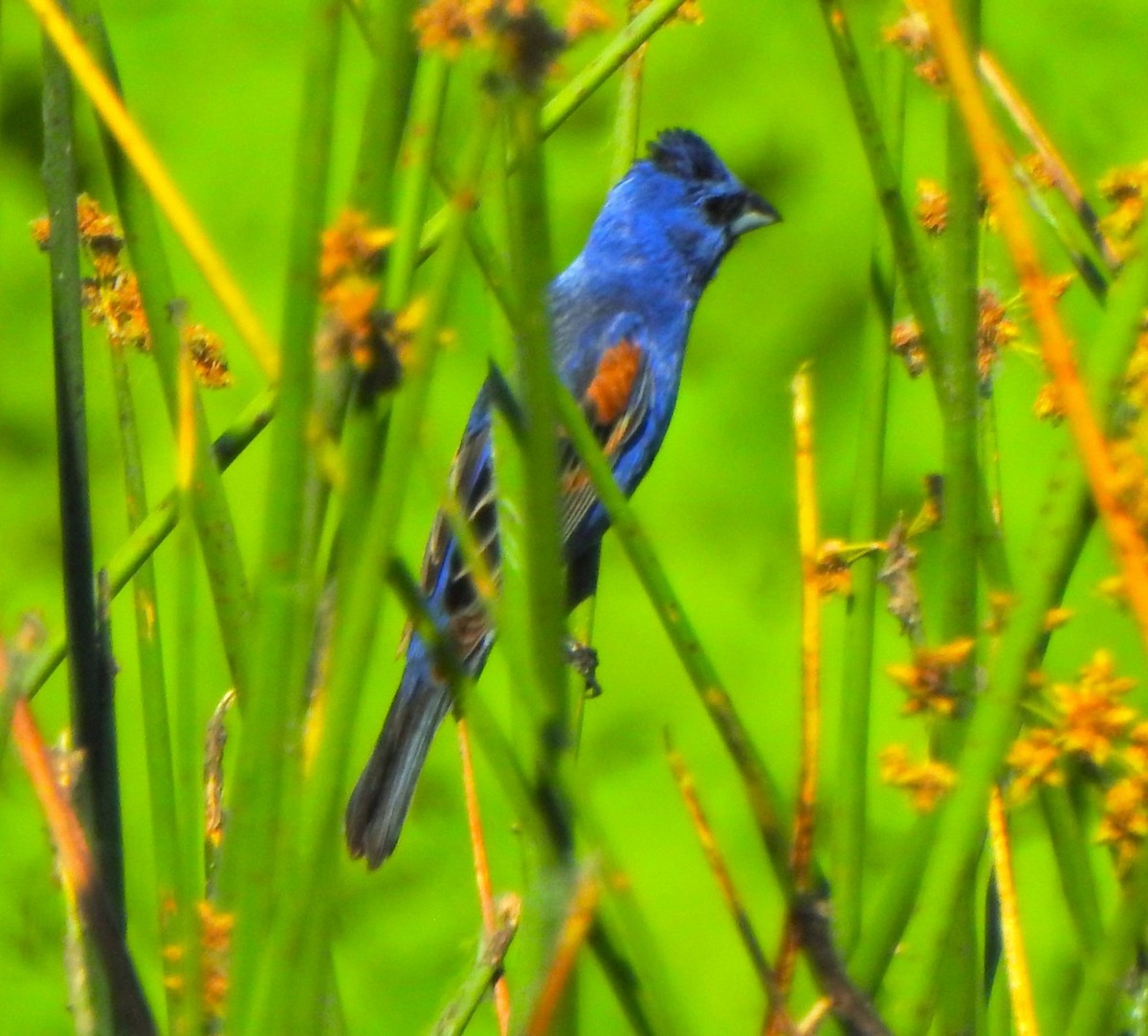 Blue Grosbeak - ML591544061