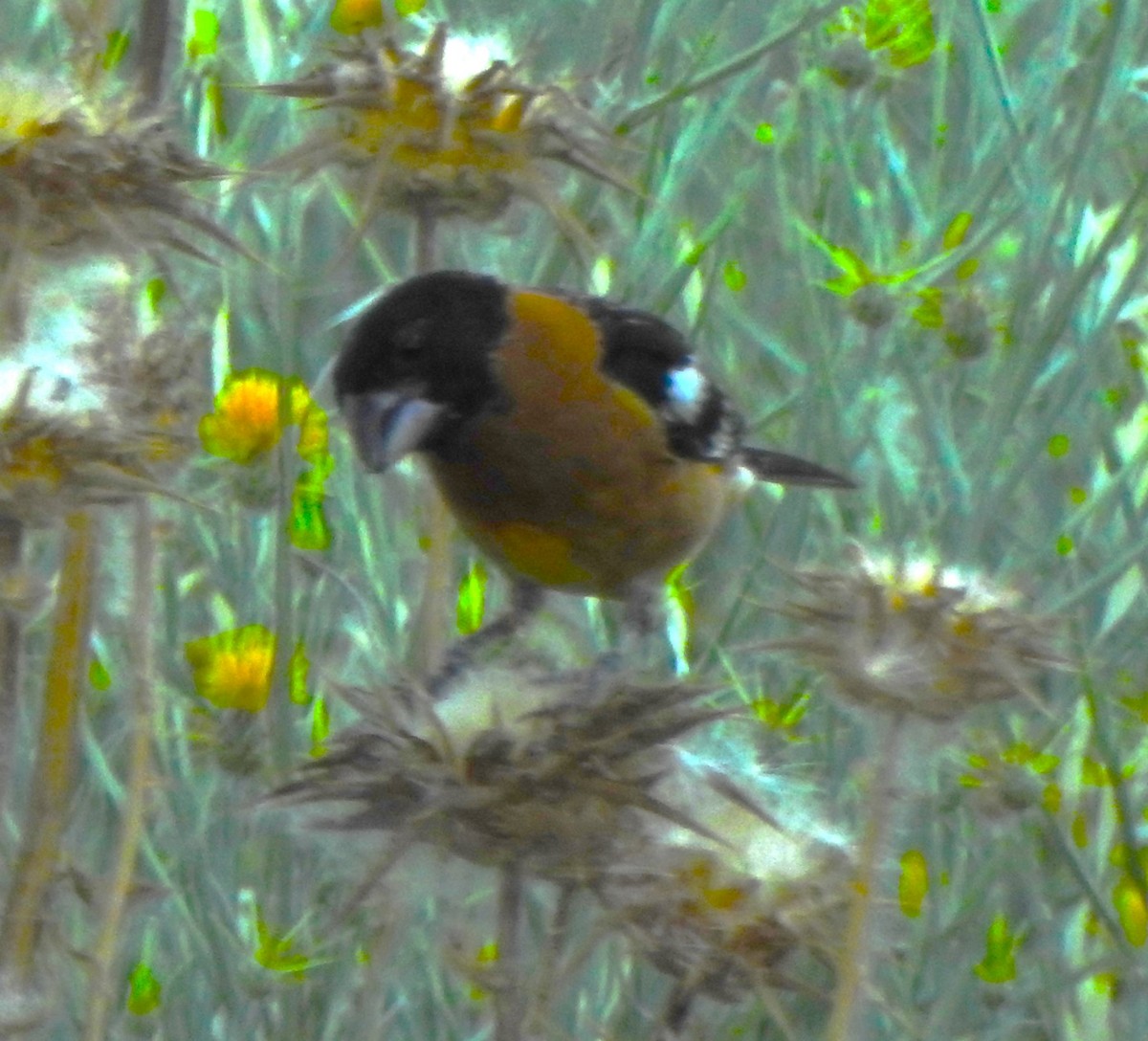 Black-headed Grosbeak - ML591545951