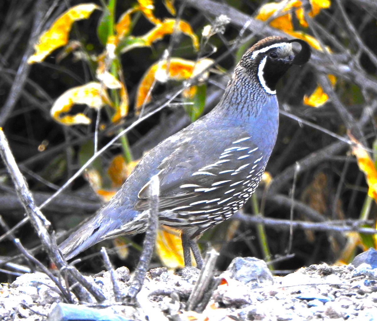 California Quail - ML591546521