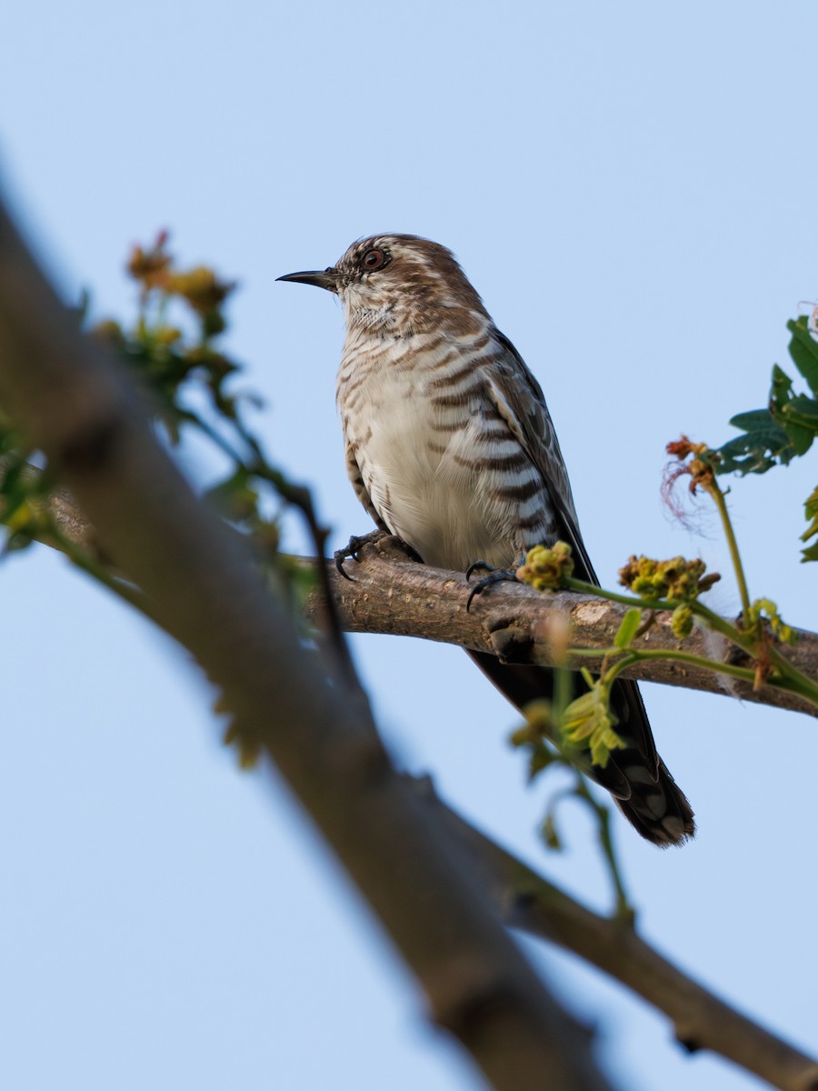 Horsfield's Bronze-Cuckoo - ML591546751