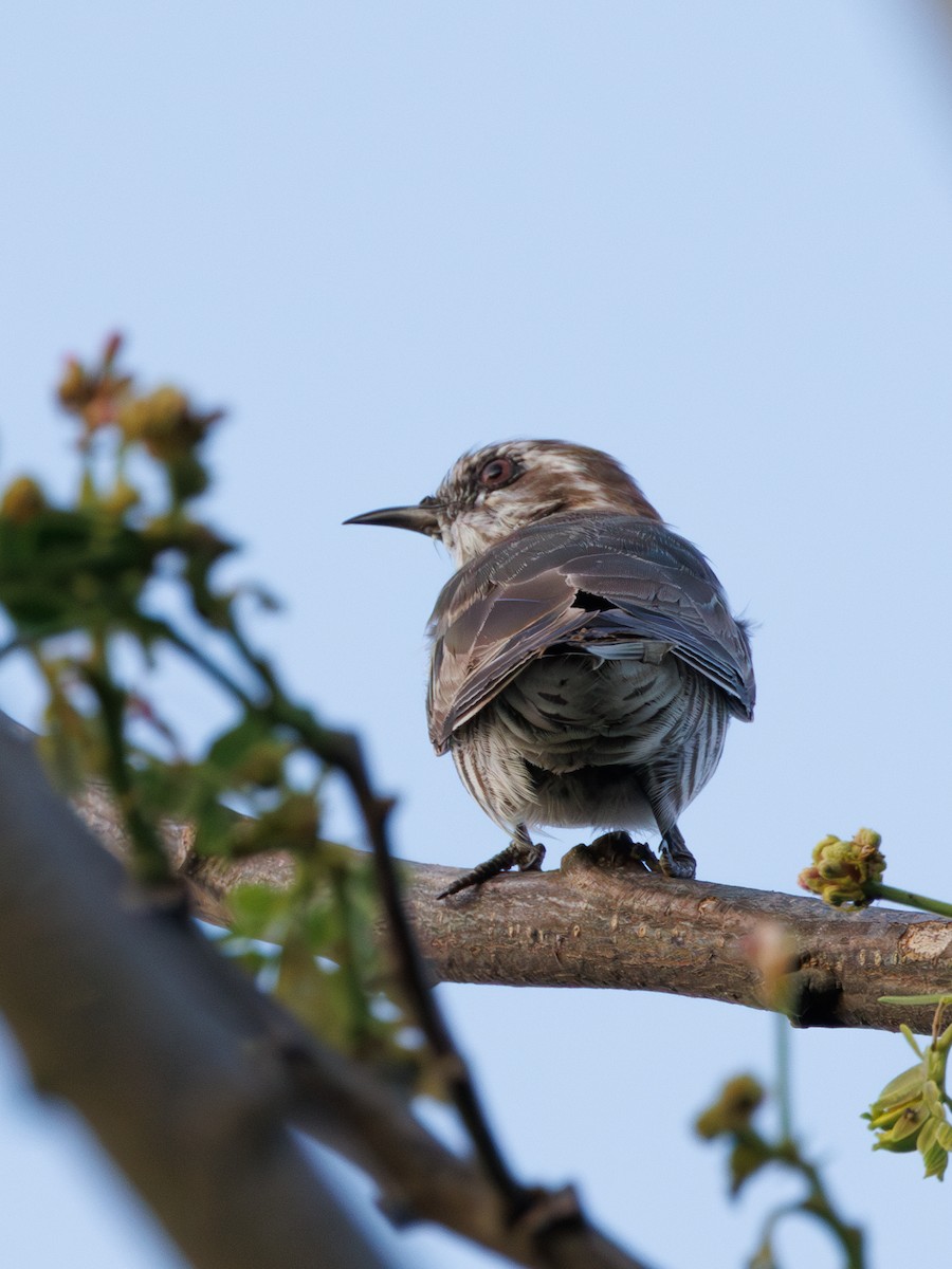 Horsfield's Bronze-Cuckoo - ML591546781