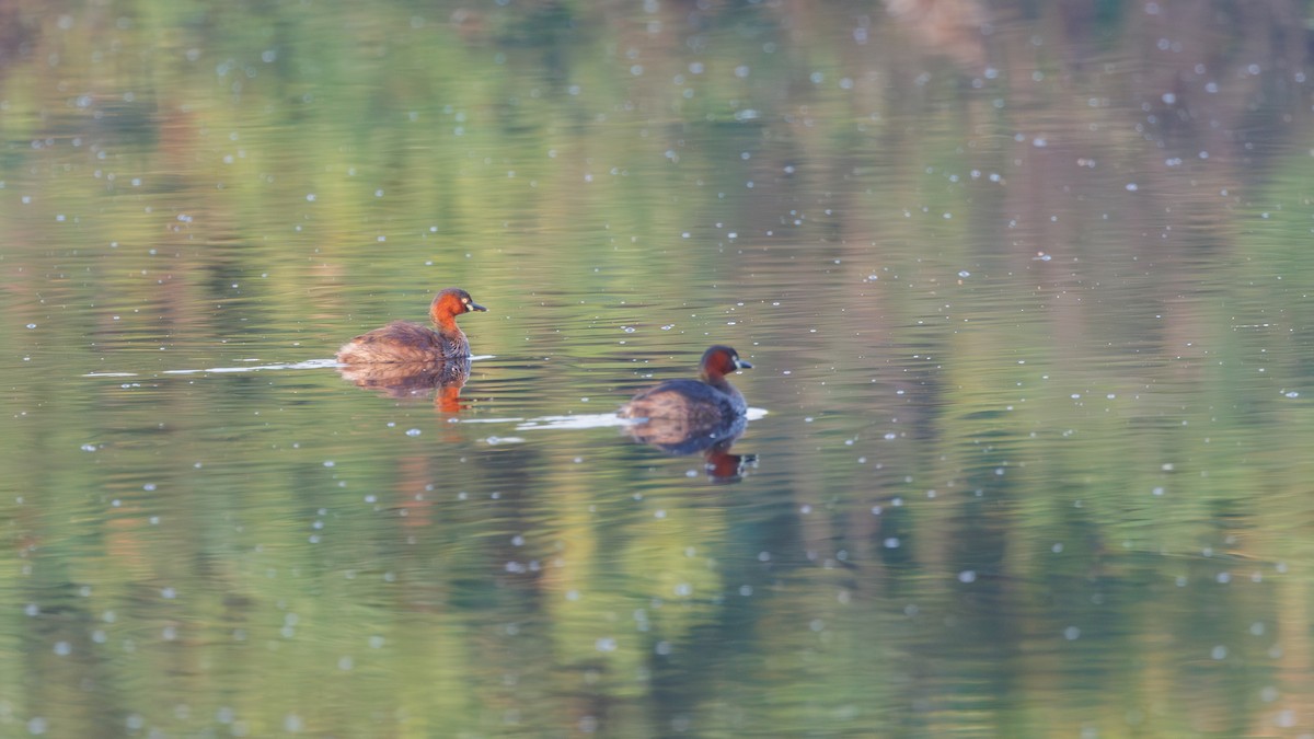 Little Grebe - ML591546861