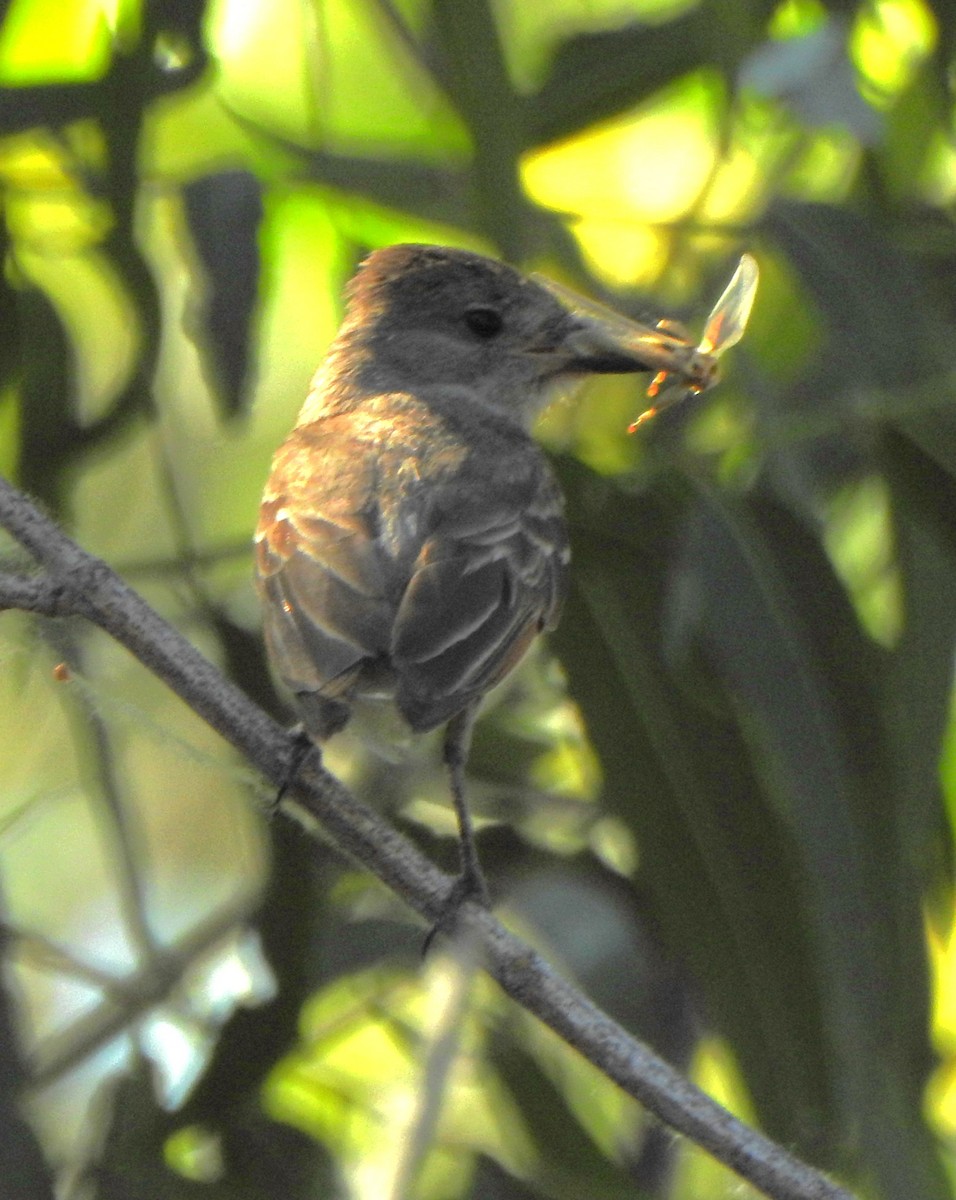 Ash-throated Flycatcher - ML591549071