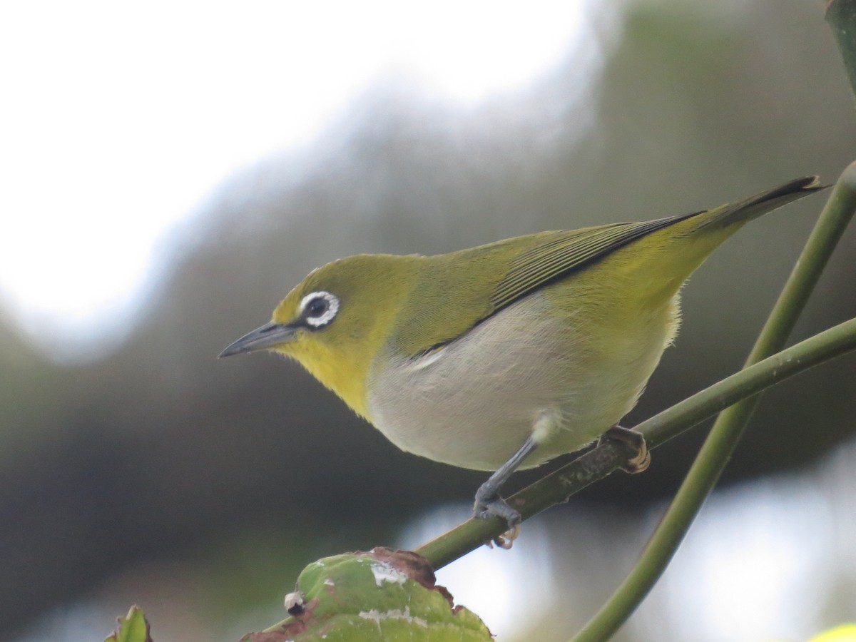 Ashy-bellied White-eye - ML591549421