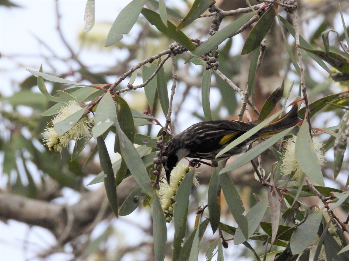 White-cheeked Honeyeater - Stephen Matthews