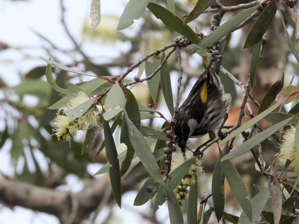 White-cheeked Honeyeater - Stephen Matthews