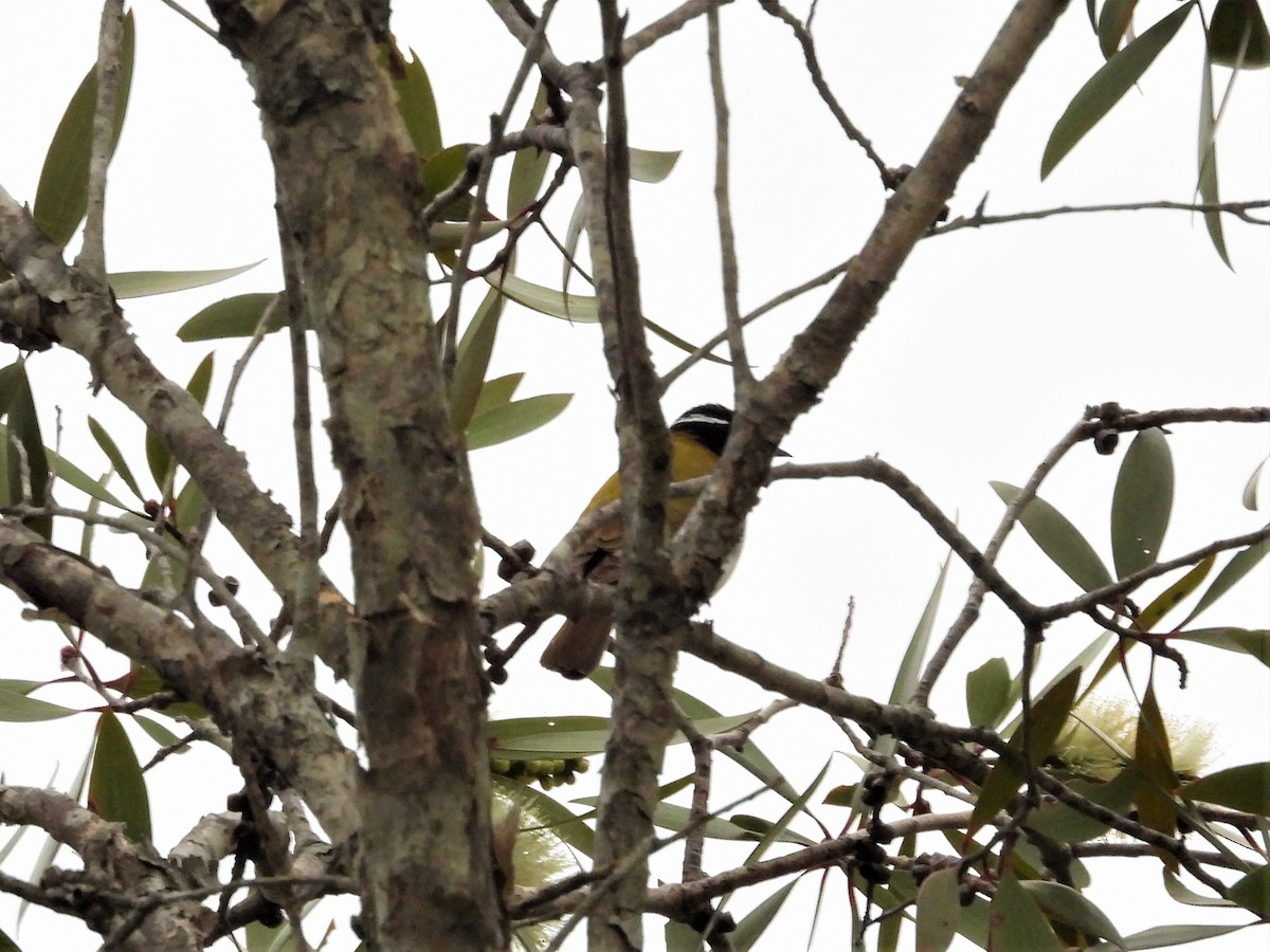 White-throated Honeyeater - ML591549791