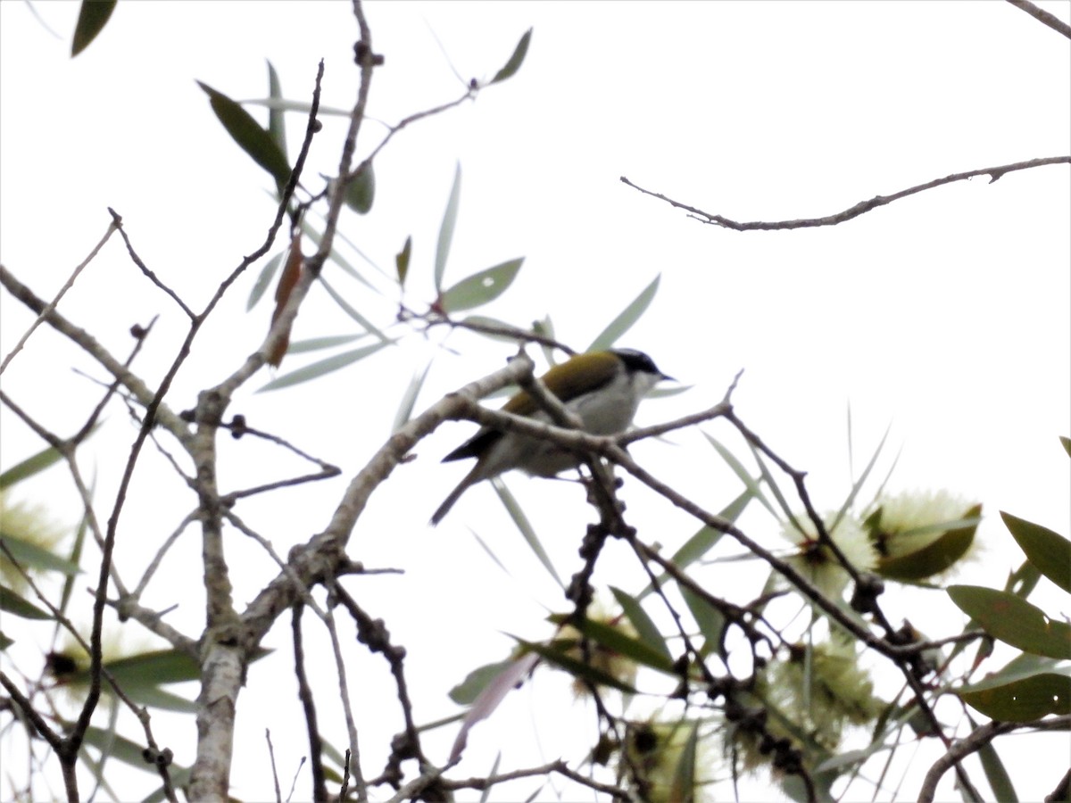 White-throated Honeyeater - ML591549811