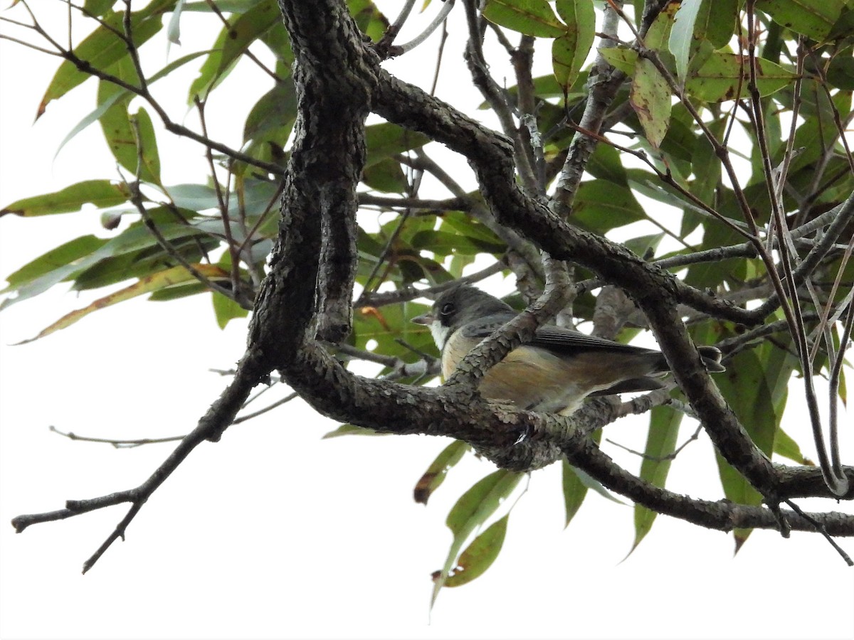 Rufous Whistler - Stephen Matthews