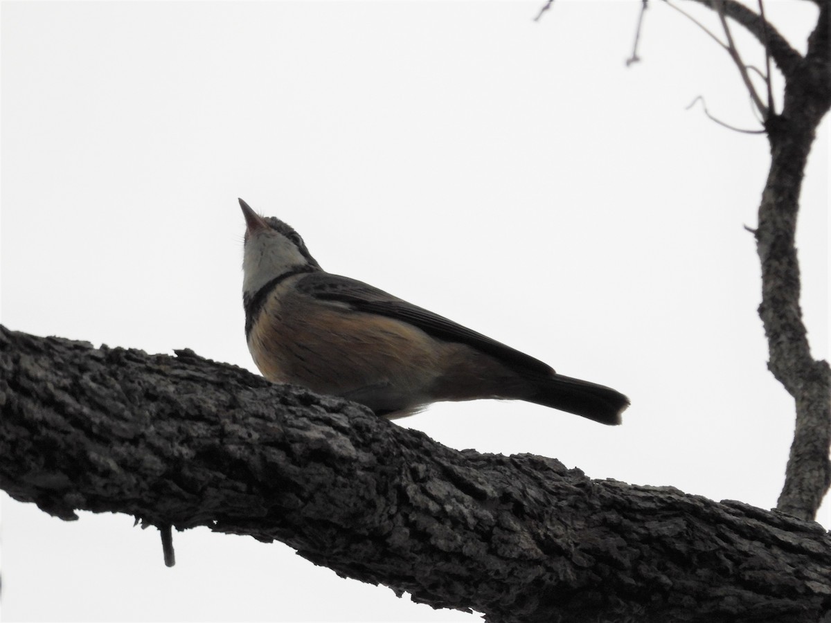 Rufous Whistler - Stephen Matthews