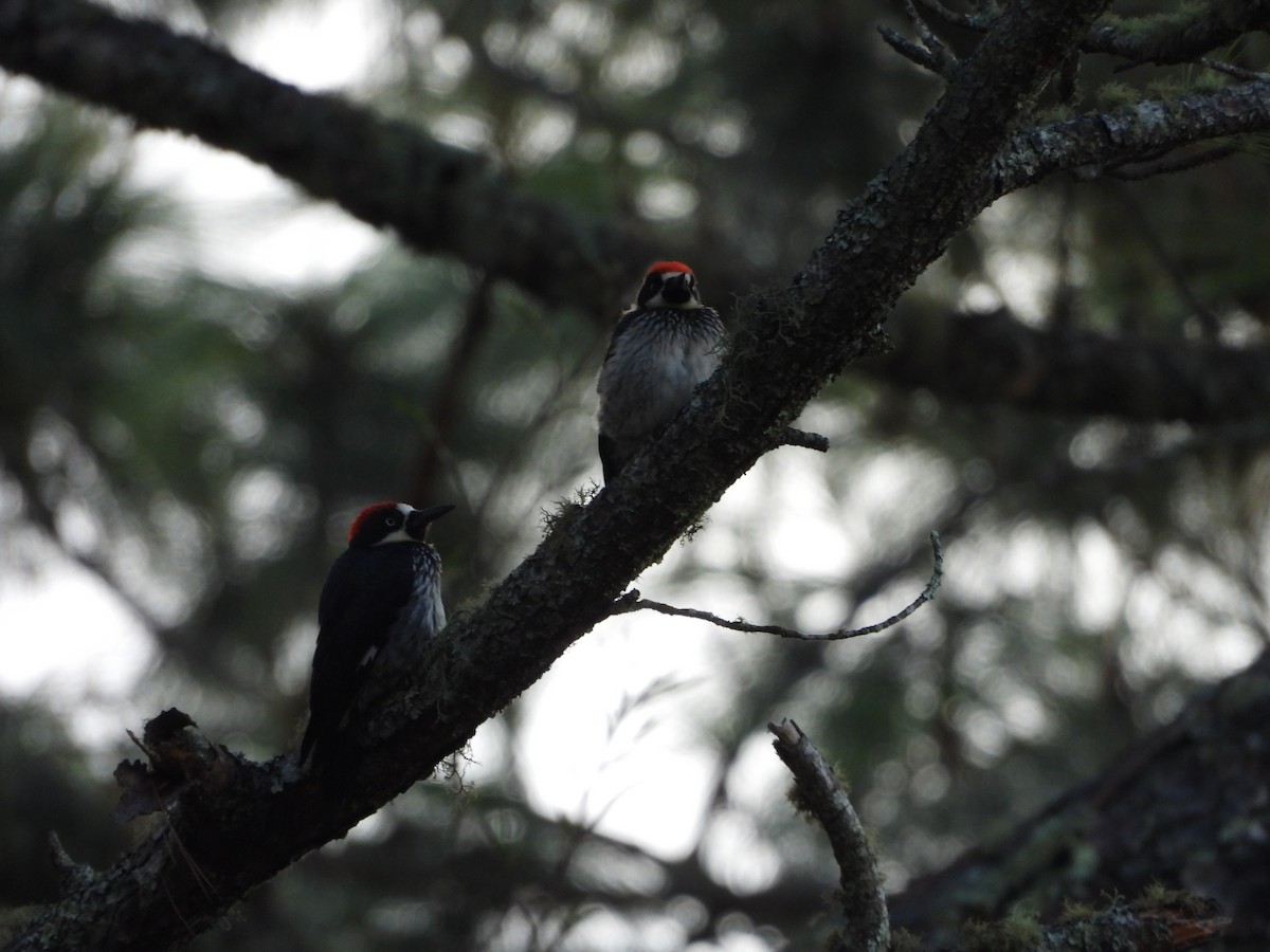 Acorn Woodpecker - César Tejeda Cruz