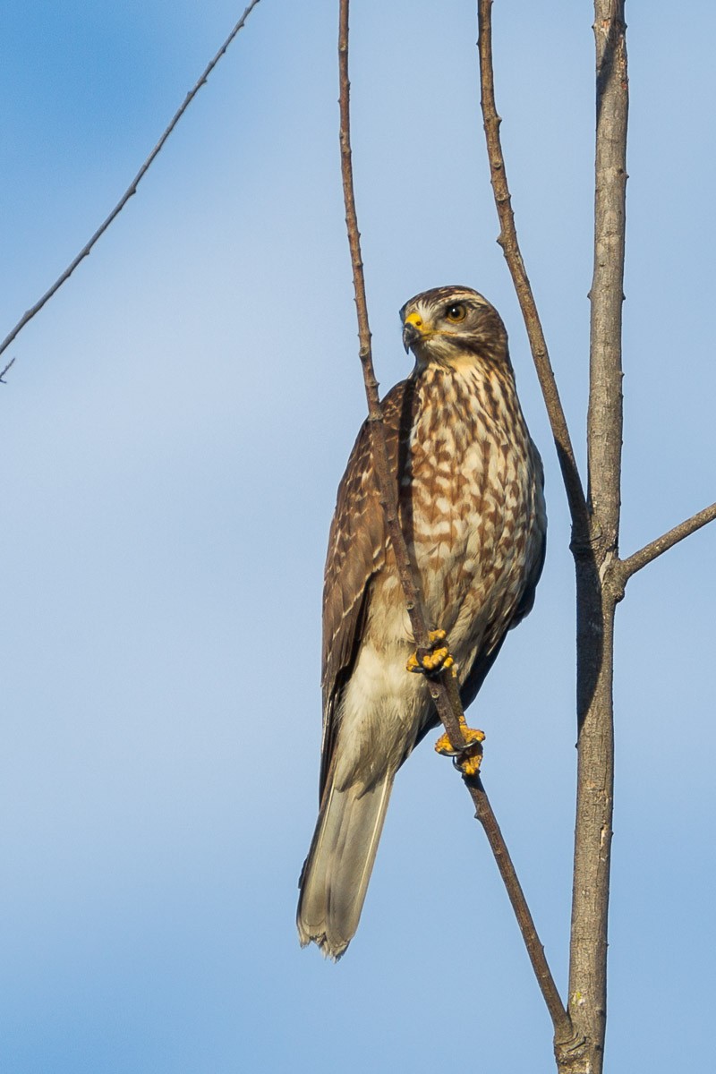 Gray-faced Buzzard - ML59155011