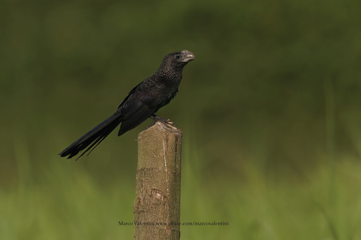 Smooth-billed Ani - ML591550141