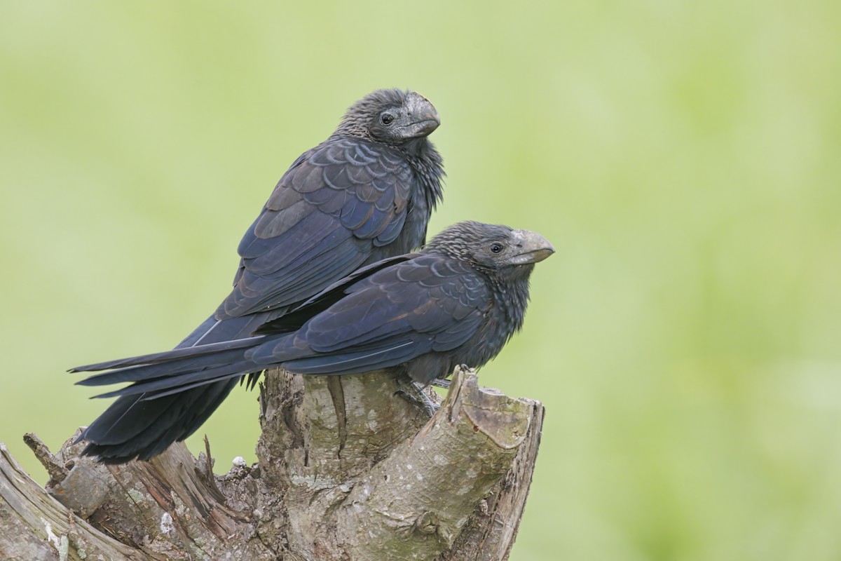 Smooth-billed Ani - ML591550151