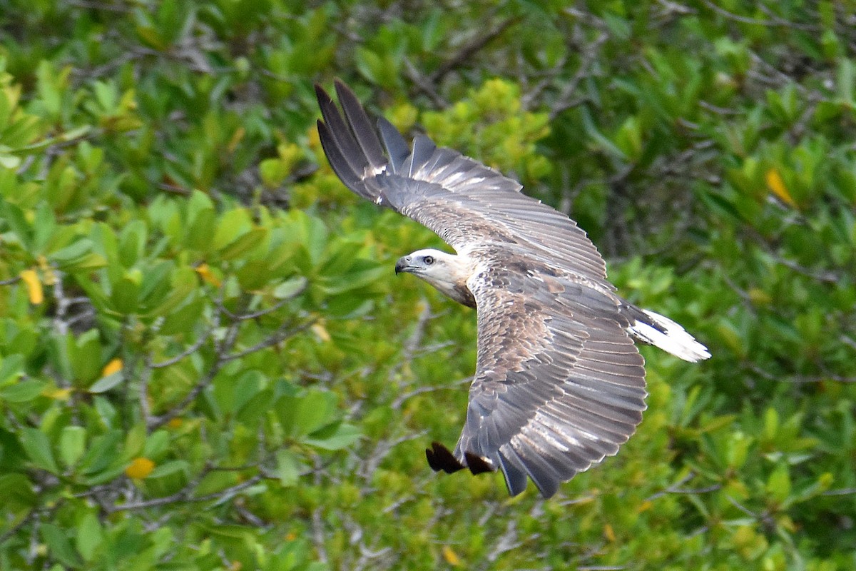 White-bellied Sea-Eagle - ML591550711