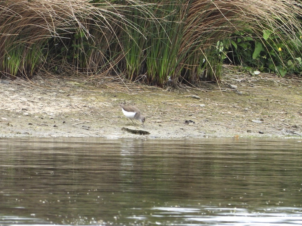 Common Sandpiper - Simon  Cooper