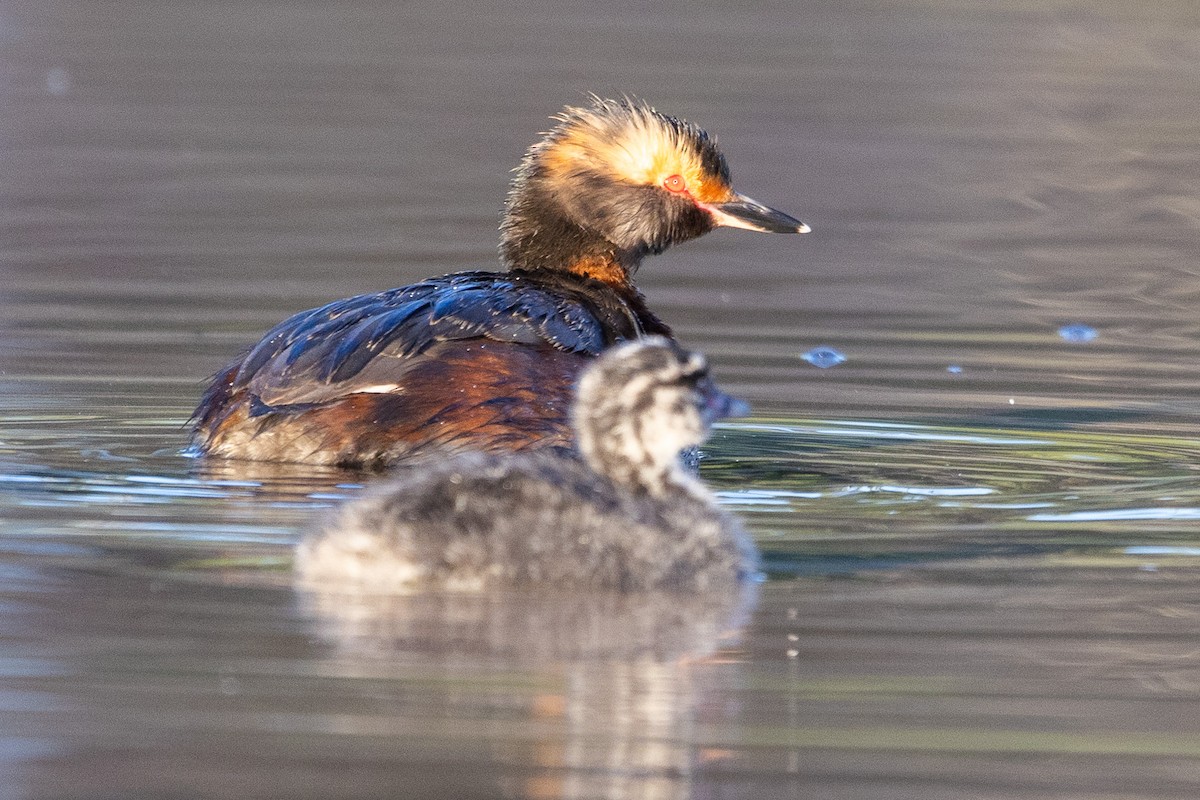 Horned Grebe - ML591550851