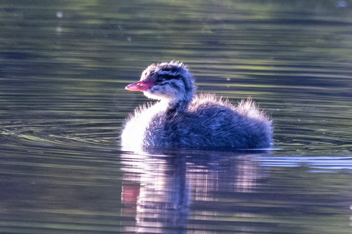 Horned Grebe - ML591550861