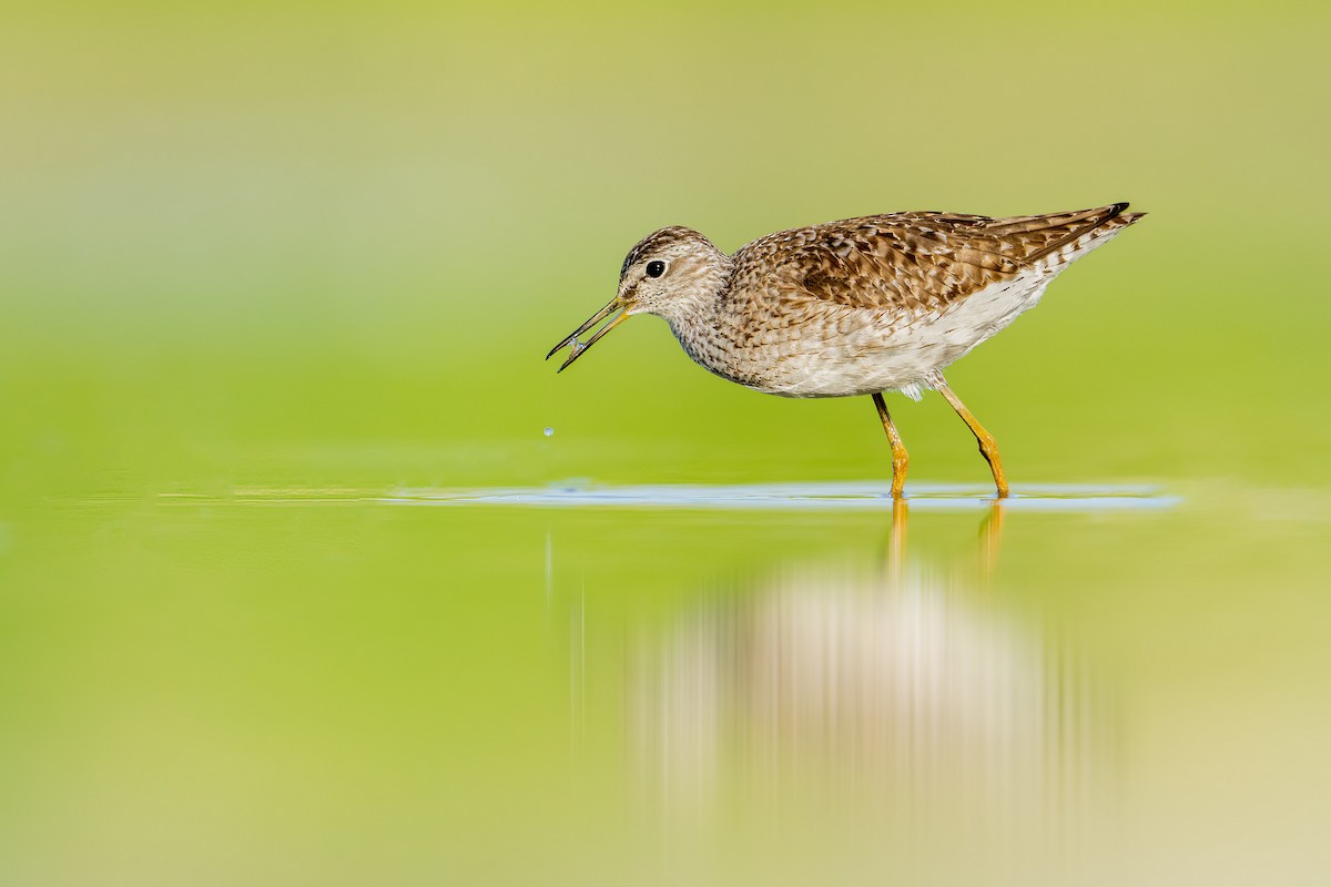 Wood Sandpiper - ML591552421