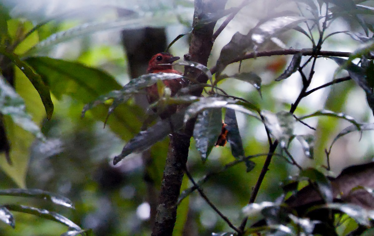 White-throated Antbird - ML591552831