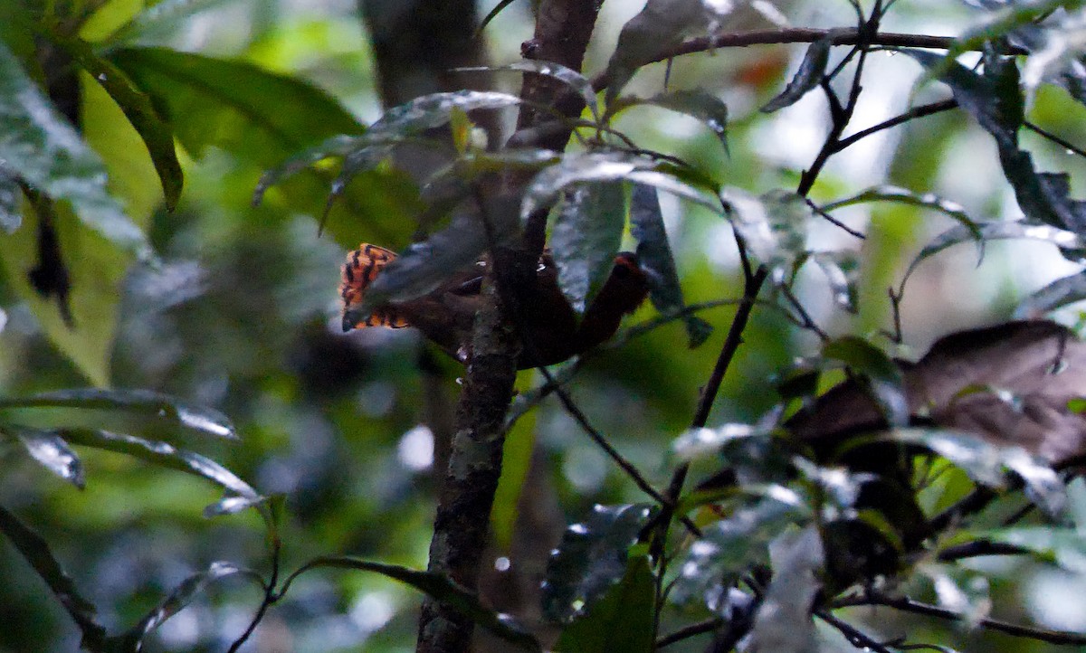 White-throated Antbird - ML591552841