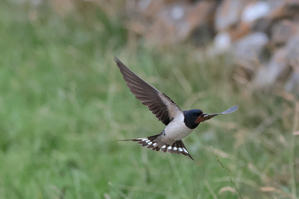 Barn Swallow - ML591552851