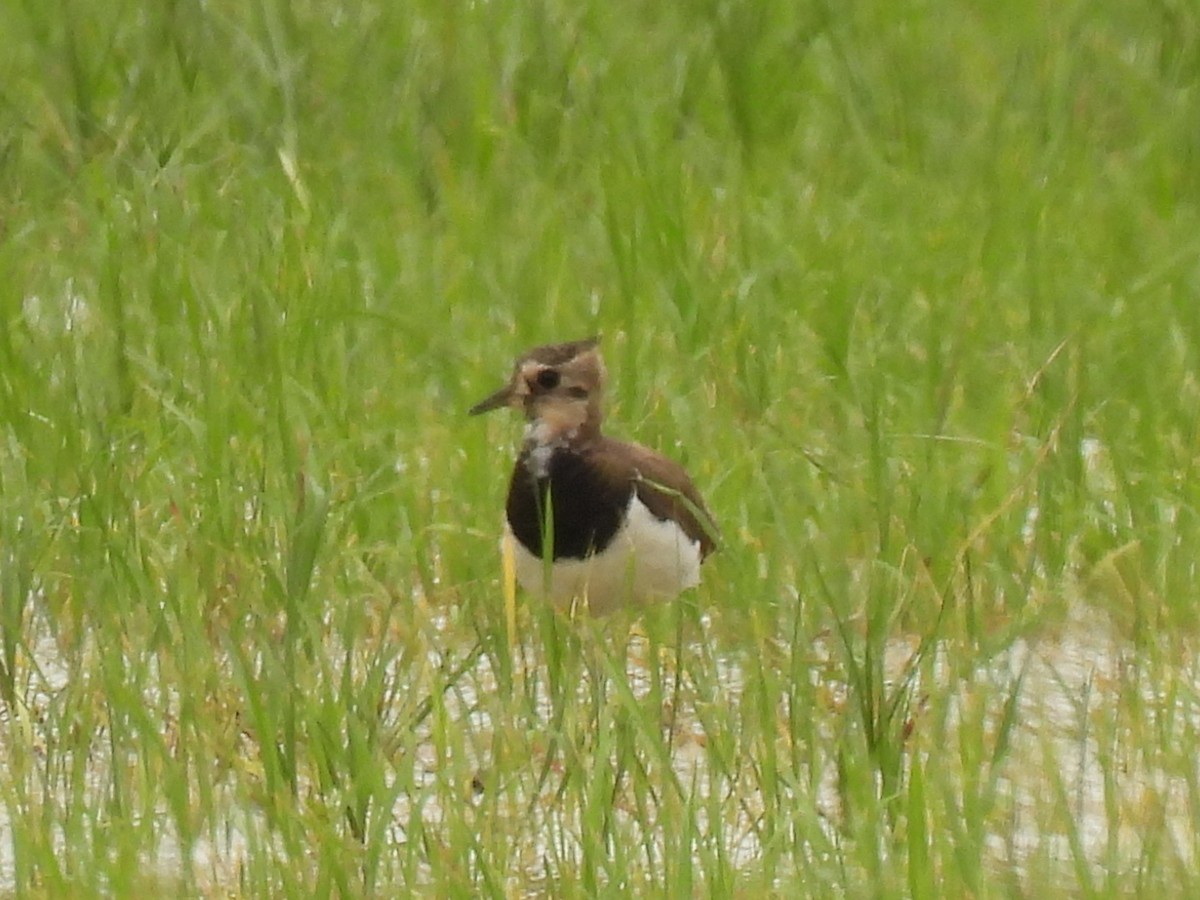 Northern Lapwing - ML591553651