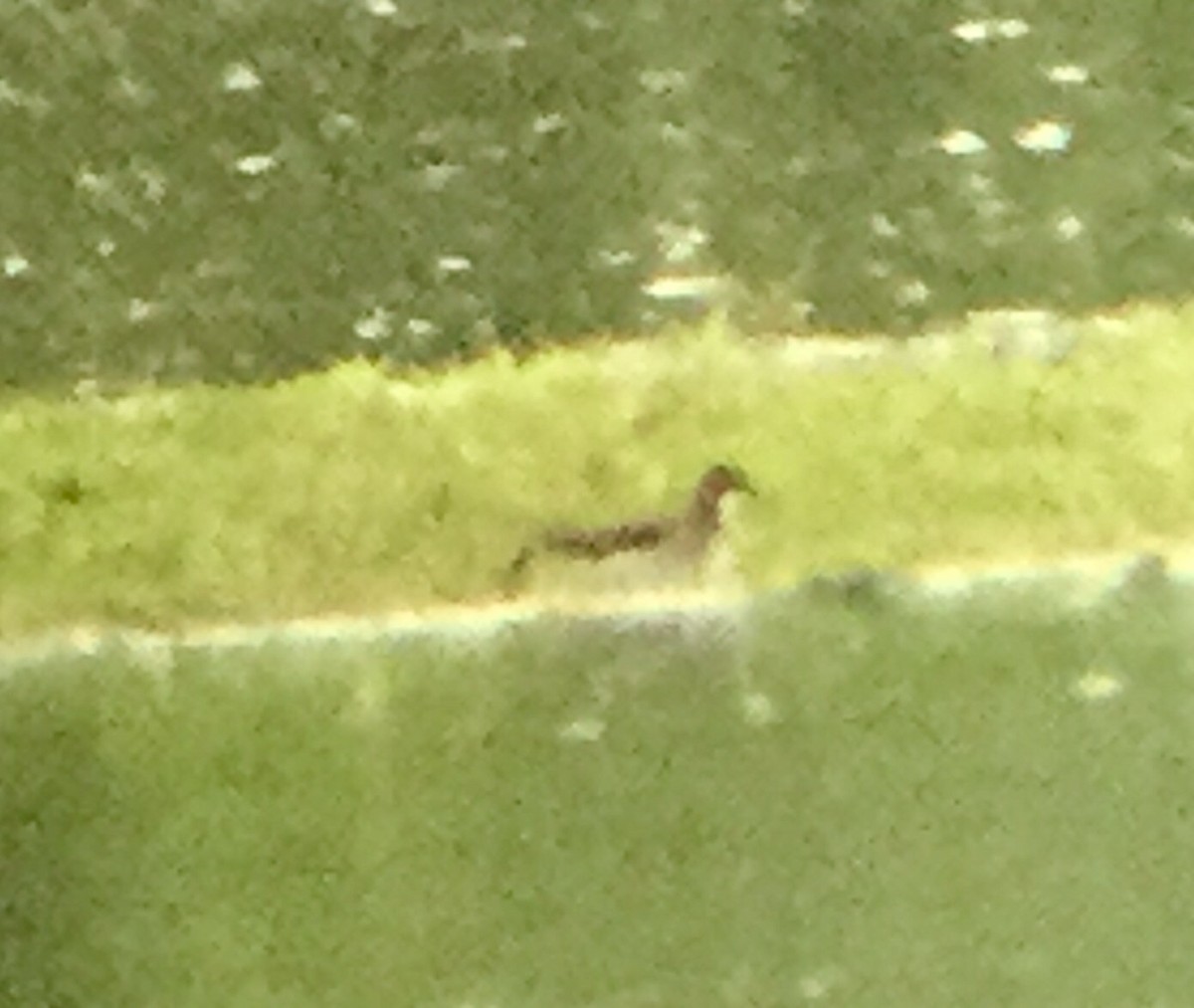 Red-necked Phalarope - ML59155421