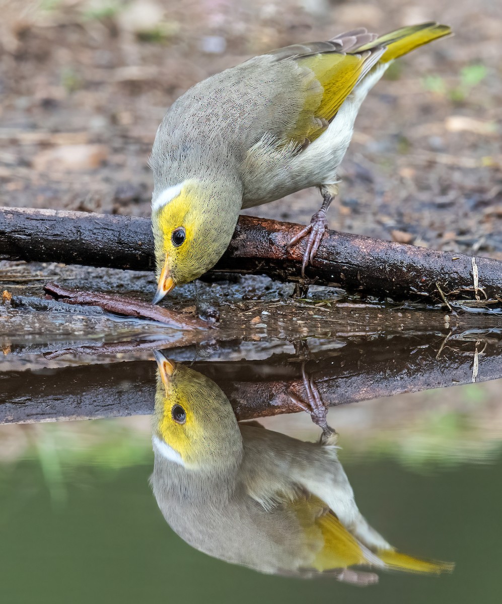 White-plumed Honeyeater - ML591554581