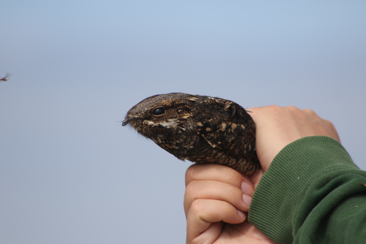 Eurasian Nightjar - ML591554671