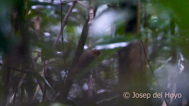 White-throated Antbird - ML591554691