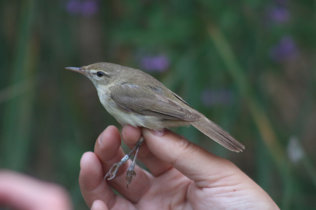 Blyth's Reed Warbler - ML591554761