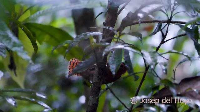 White-throated Antbird - ML591554771