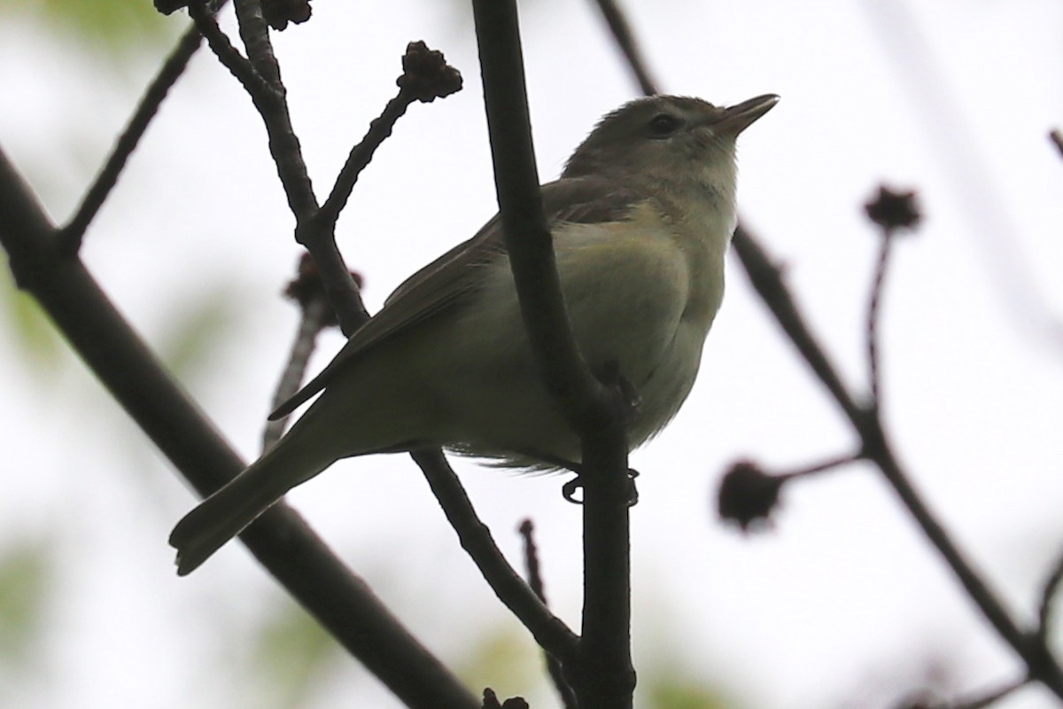 Warbling Vireo - Elizabeth Curley