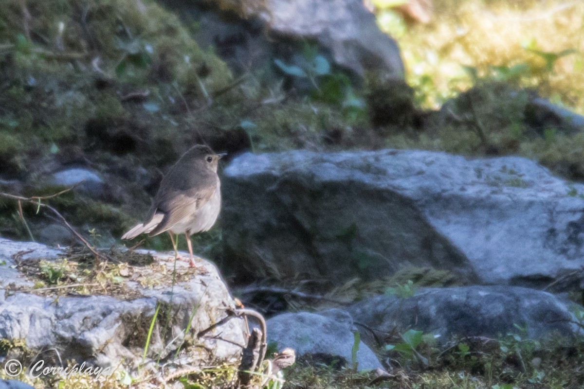 Swainson's Thrush - ML591556061