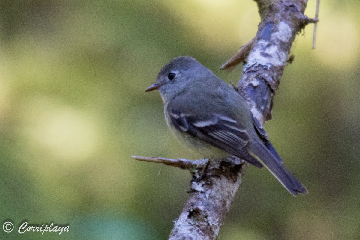 Hammond's Flycatcher - ML591556071