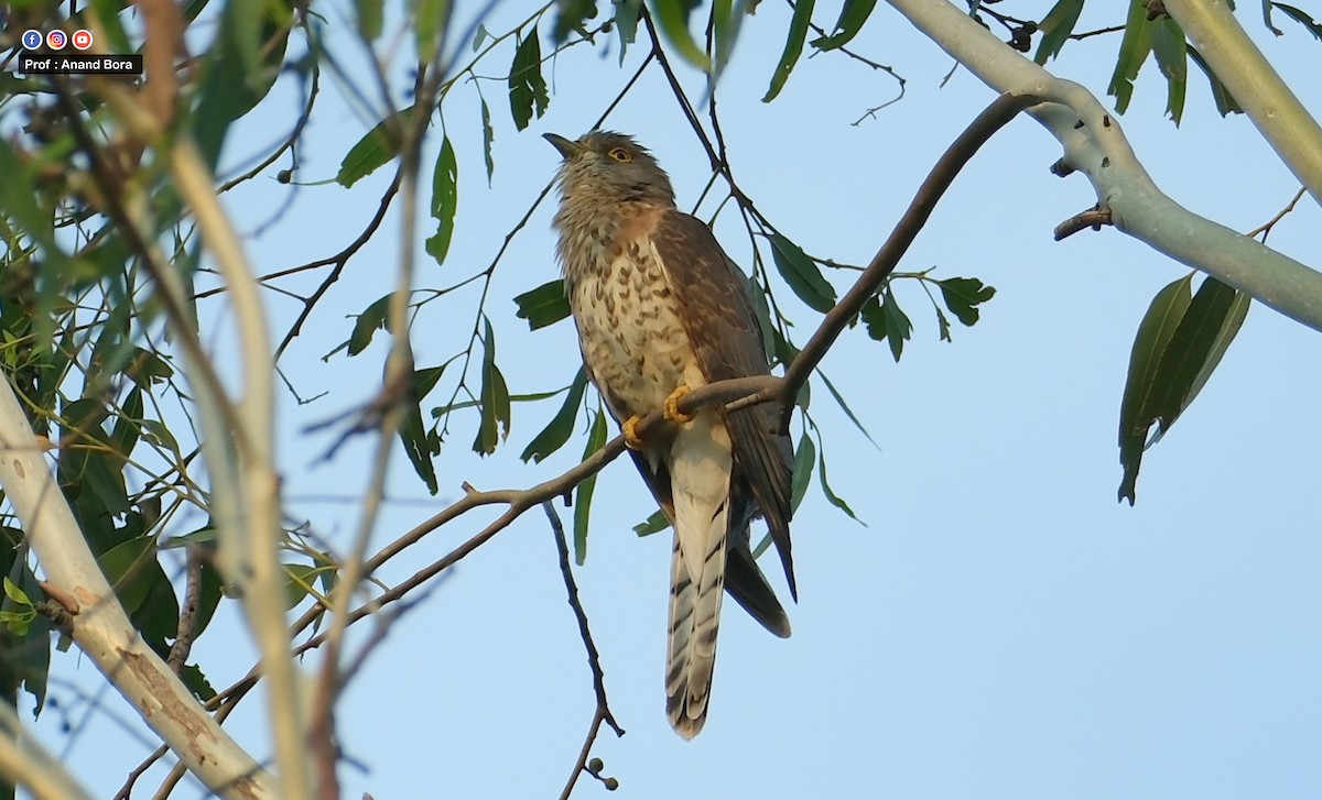 Common Hawk-Cuckoo - ML591556791